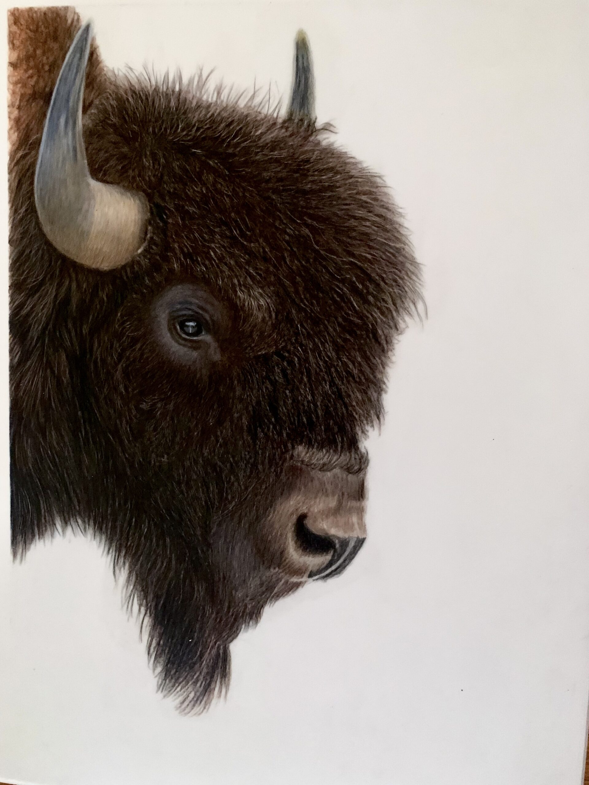 North American Bison