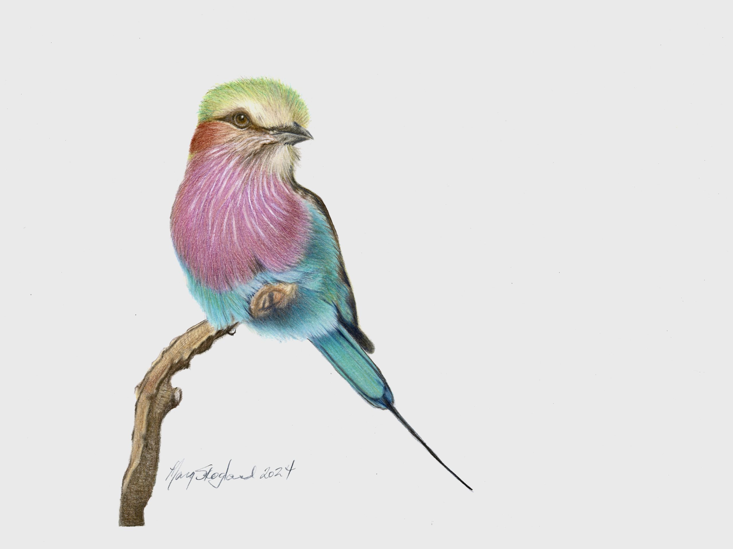 Lilac Breasted Roller